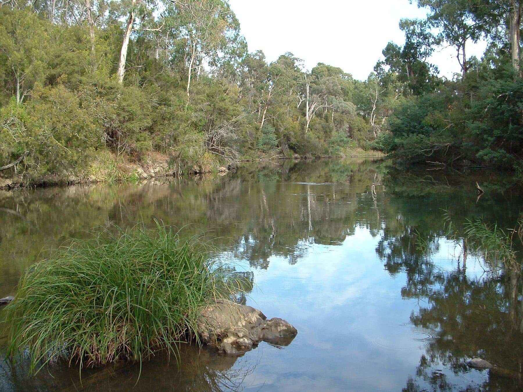 Gums and scrub on both banks of a still stretch of the Yarra, reflected in the water
