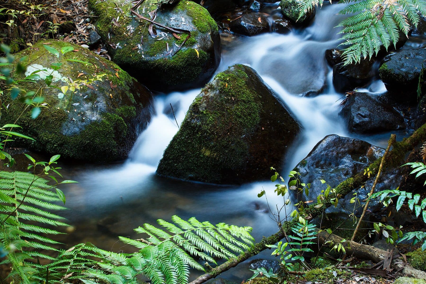 Water running over mossy boulders between tree ferns