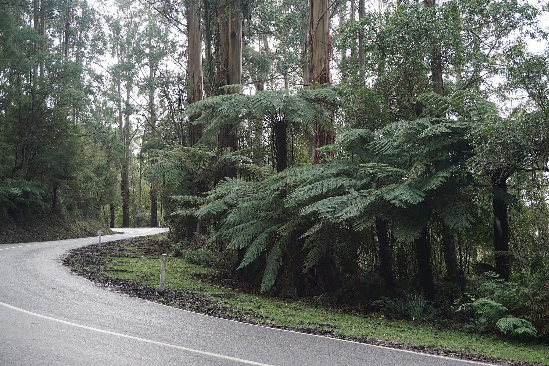 A narrow road bending between tree ferns and tall eucalypts