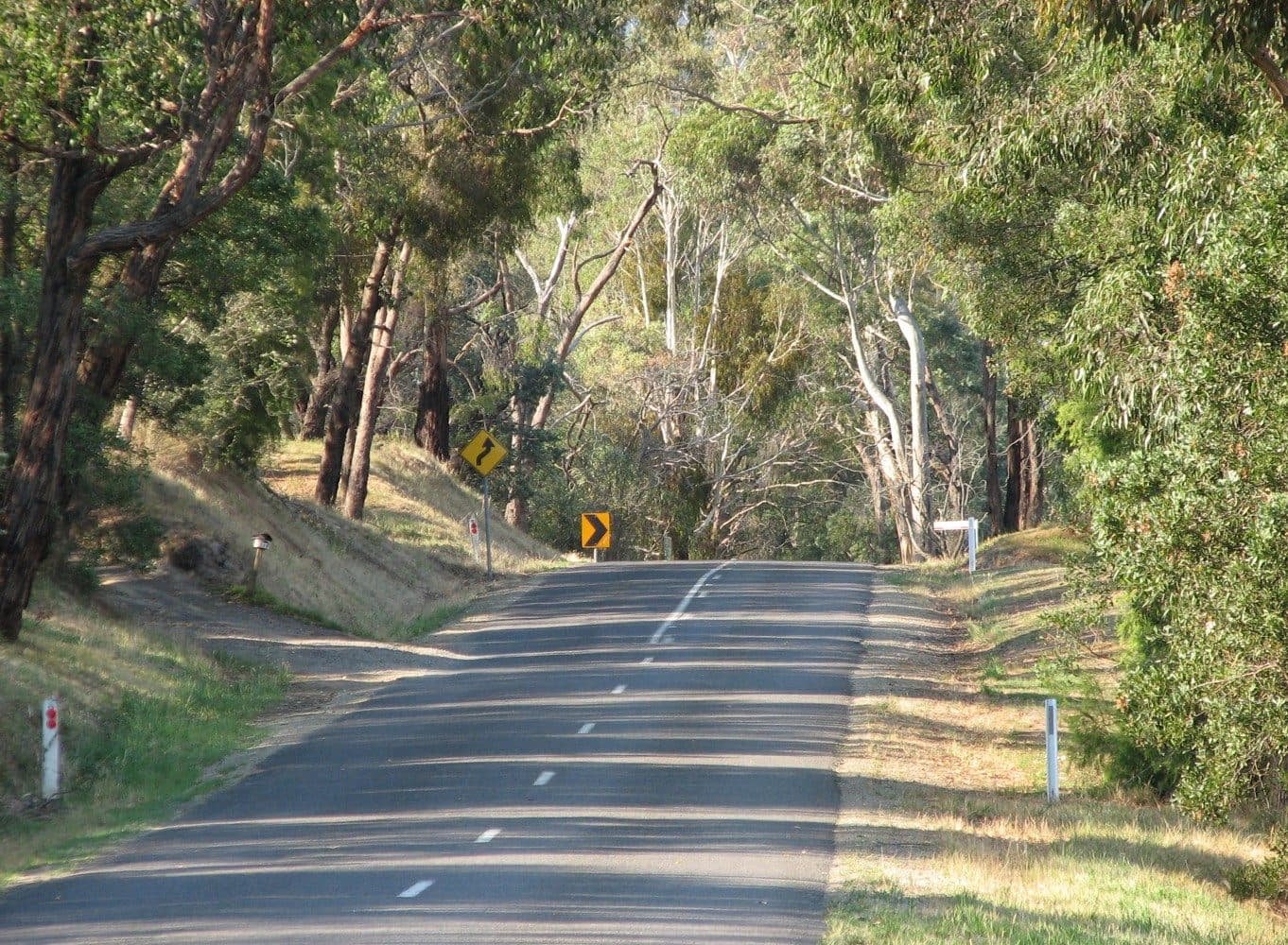 A country road climbing between tall gums on both sides